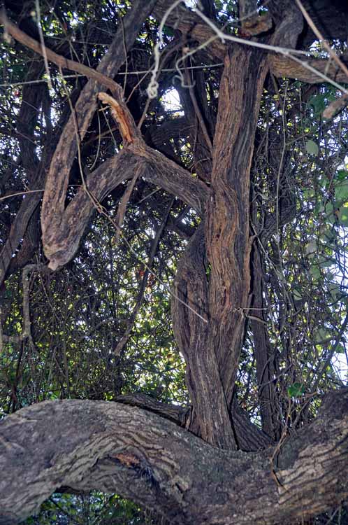trees